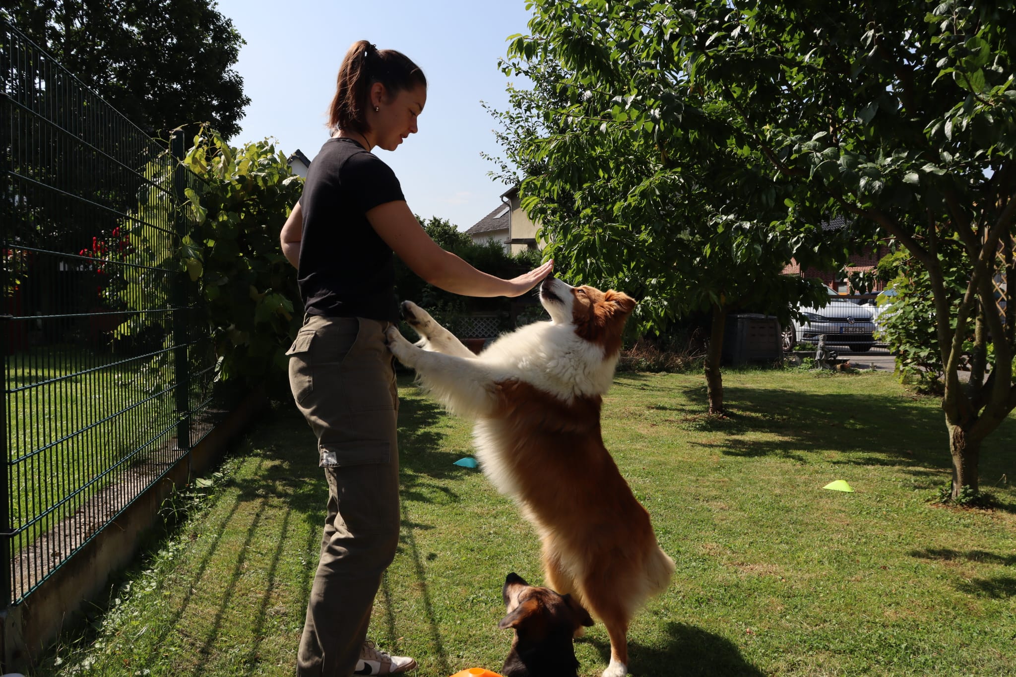 MoveMates Trainingseinheit mit Hund